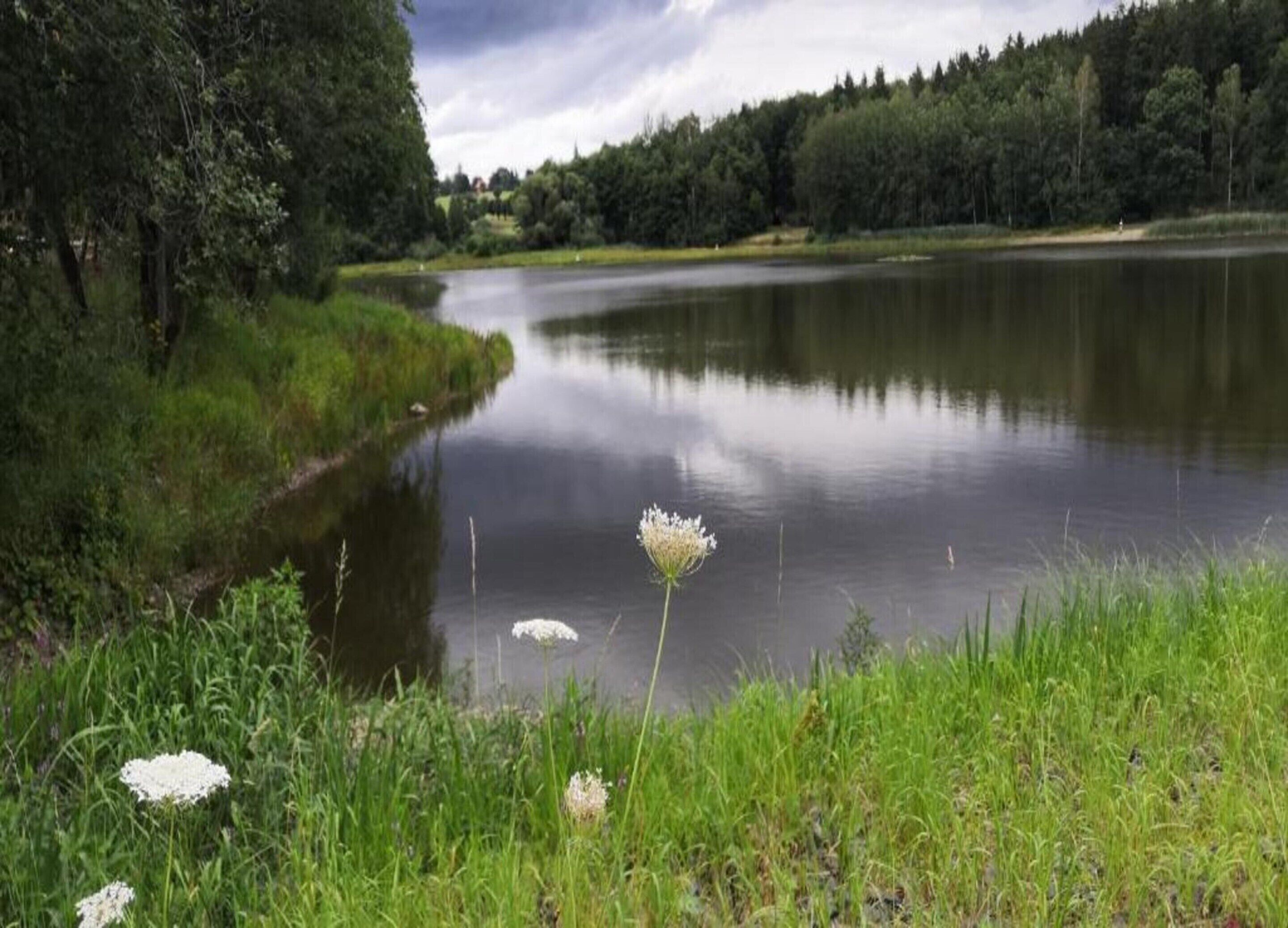 A calm lake surrounded by dense greenery and trees.