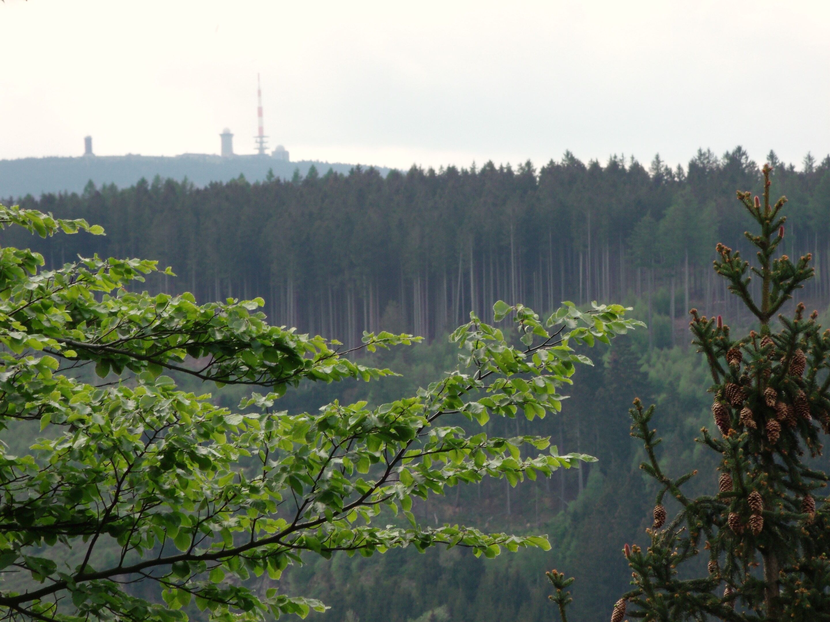 A forested landscape with a distant tower.