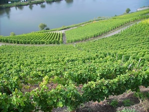 Ein Weinberg mit Reihen von Reben, ein Gewässer und ein Weg.
