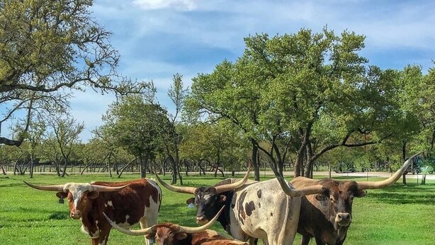 A group of cattle in a grassy field with trees in the background. - Modern Farmhouse - Close proximity to Southwest Austin wedding Venues (Austin)