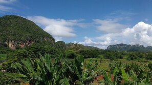 Escape to a serene tropical haven surrounded by lush banana plants and rolling hills.