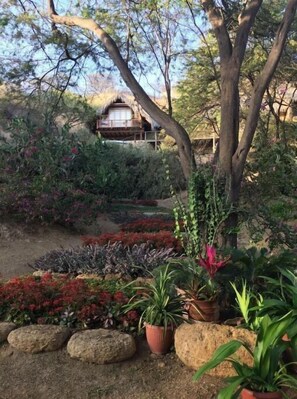 A garden with various plants and rocks, a wooden structure in the background, and a tree in the foreground.