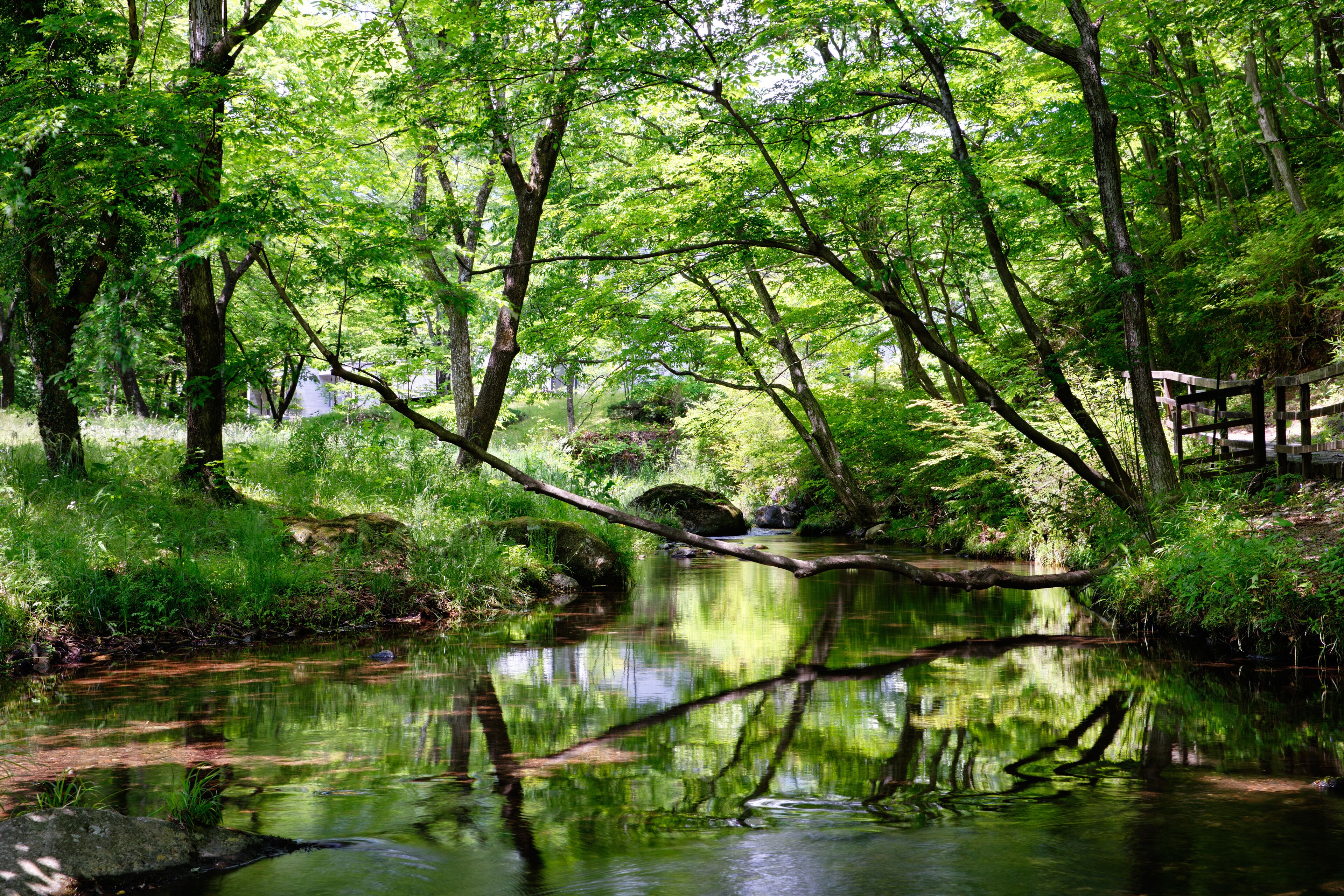 Una escena serena de bosque con un arroyo tranquilo, un puente de madera y abundante vegetación.