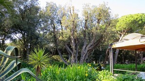 A garden with a pond, rocks, and various plants.