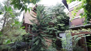 A residential area with a large tree, a motorcycle, and a small shed. - NILA HOUSE, Sharia Family Home Stay (Jakarta)