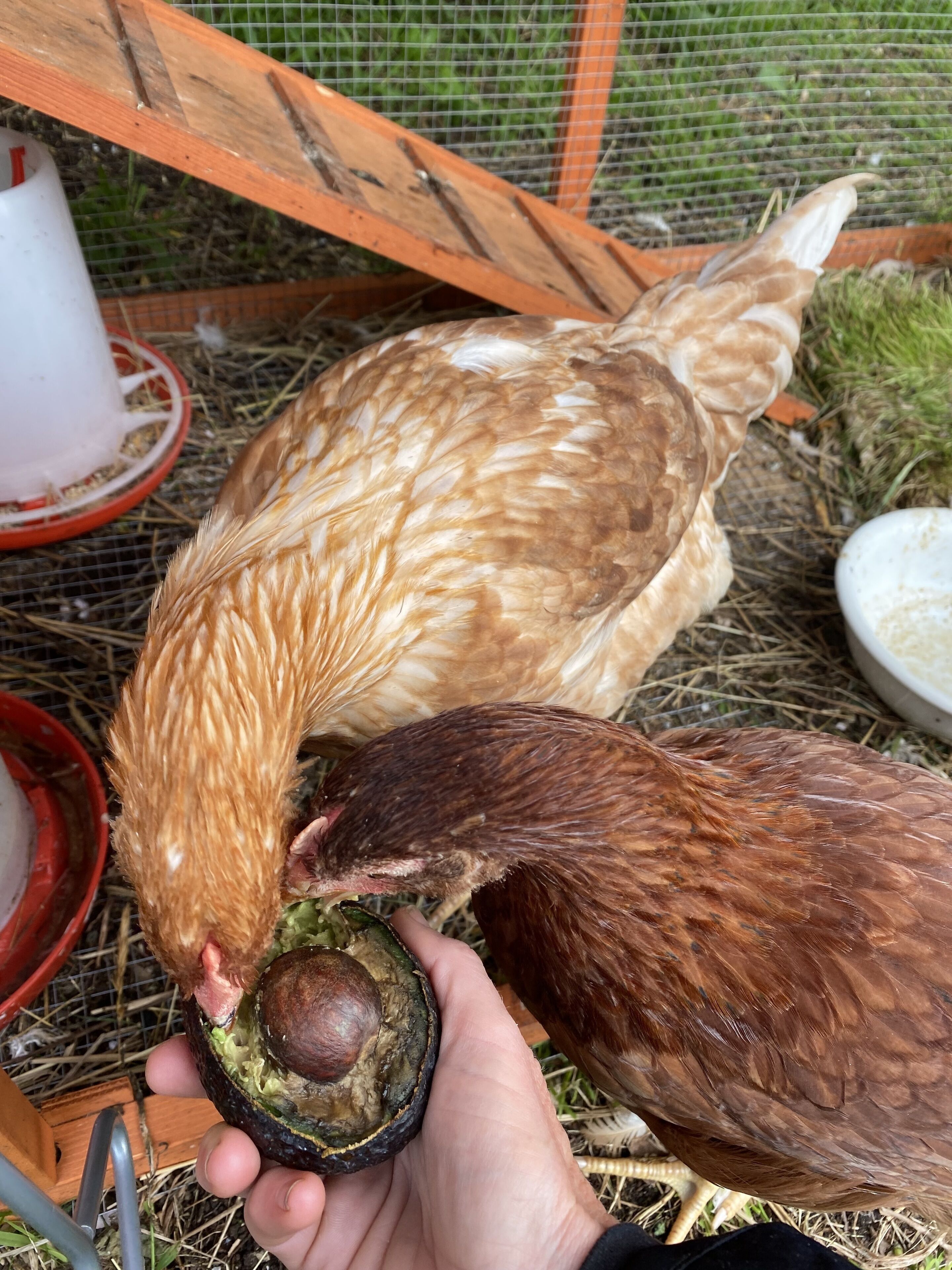 Un poulet mange dans un bol que tient une personne.