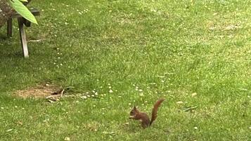 A squirrel on a grassy area with trees and a bench.