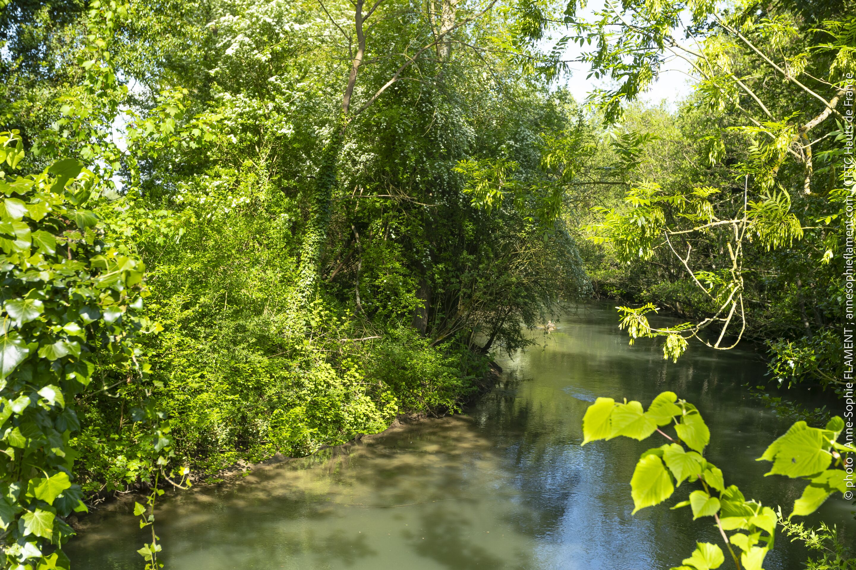 A river surrounded by dense green foliage.
