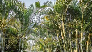 A pathway lined with tall palm trees leading to a building with a thatched roof. - Sandy's Creations Resort (Lusaka)