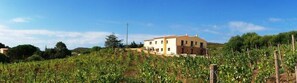 Vineyard - Locanda In Vigna (Arzachena)