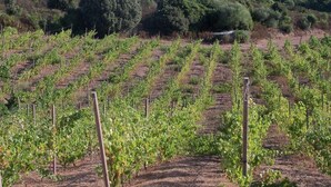 A vineyard with rows of grapevines. - Locanda In Vigna (Arzachena)