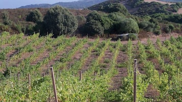 Vineyard