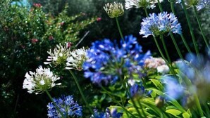 Un jardín con diversas flores, entre ellas ejemplares azules y blancos, y follaje verde.