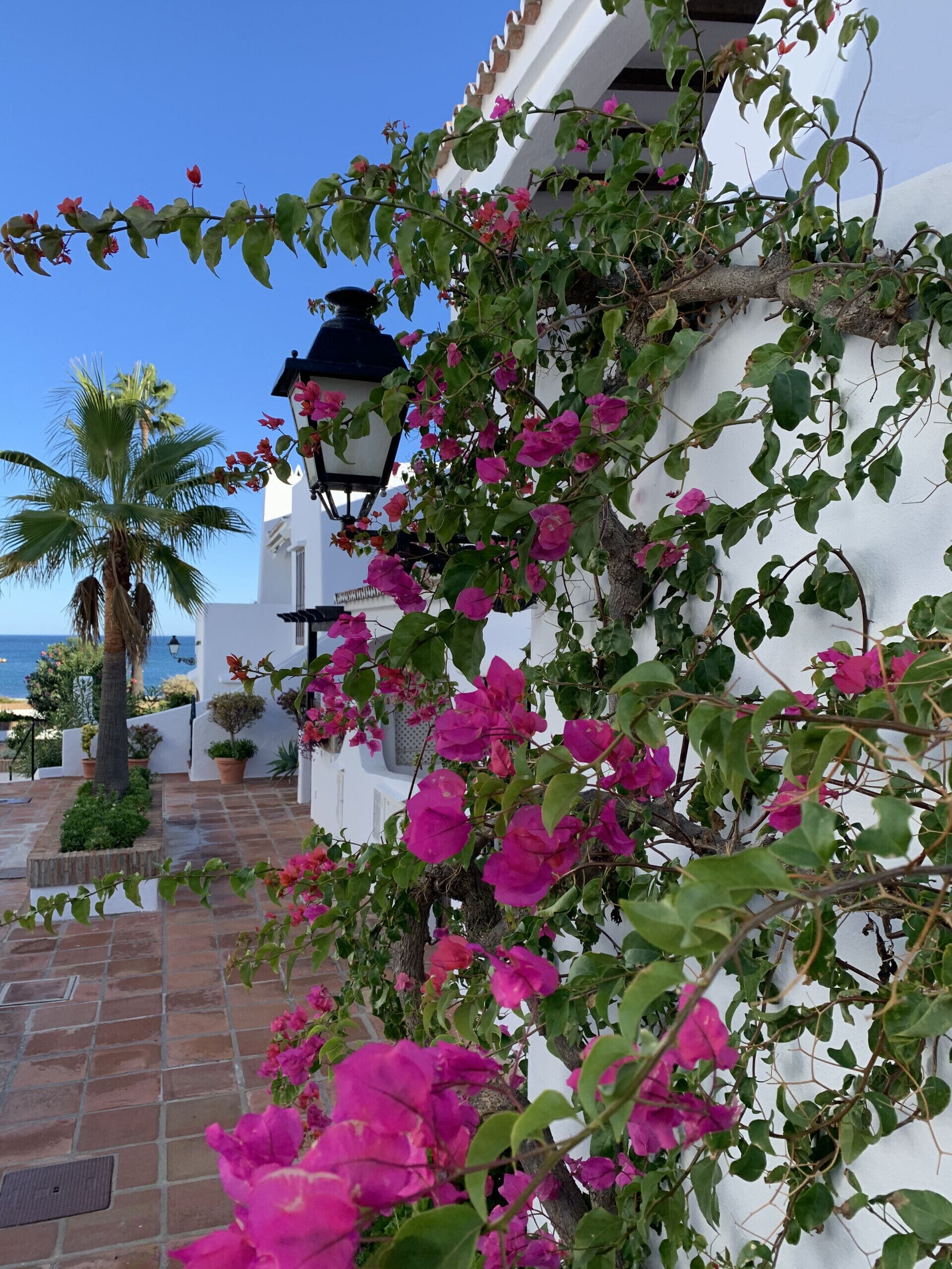 A white building with pink bougainvillea vines, a palm tree, and a street lamp.