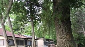 Une rangée de maisons mobiles, avec une cour verdoyante et de grands arbres.
