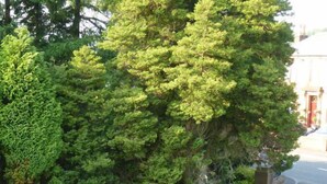 Un jardin bien entretenu, agrémenté de divers arbustes et d’un grand arbre.