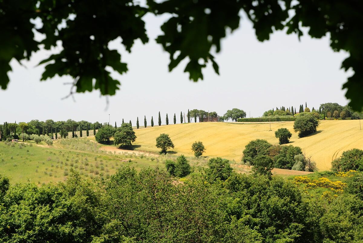 A rural landscape with rolling hills, trees, and a clear sky.