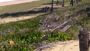Una platja amb palmeres i una vista clara de l'oceà.