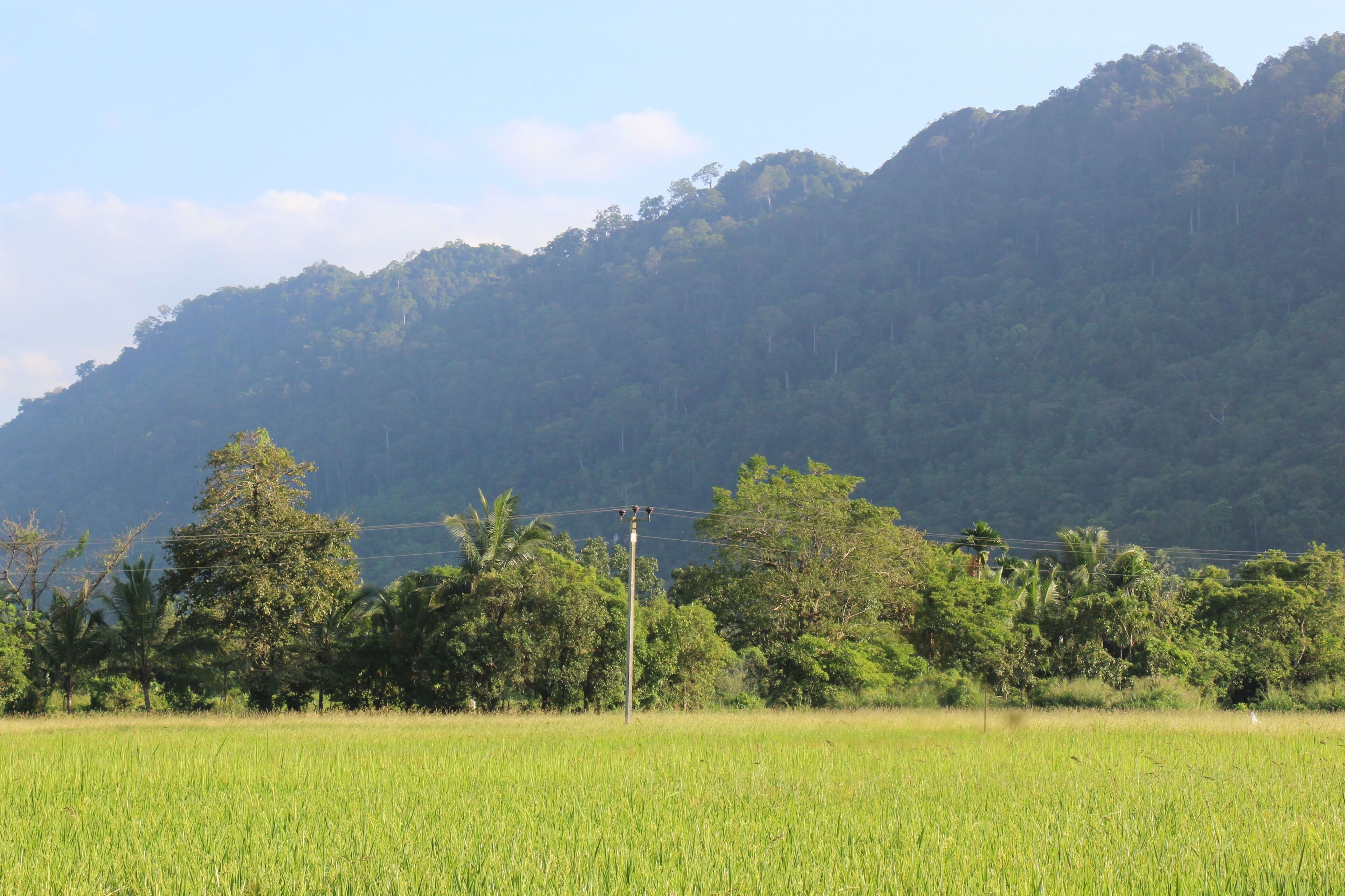 Ein üppiges, grünes Feld mit einem Berg im Hintergrund und einer Stromleitung im Vordergrund.