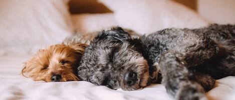 Dos perros durmiendo en una cama con ropa de cama blanca.