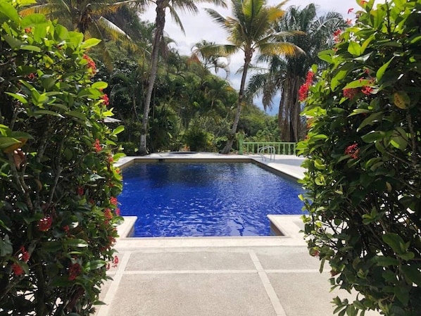 A swimming pool surrounded by lush greenery and palm trees.