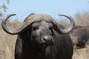 A close-up of a large animal with prominent curved horns and a dark coat.