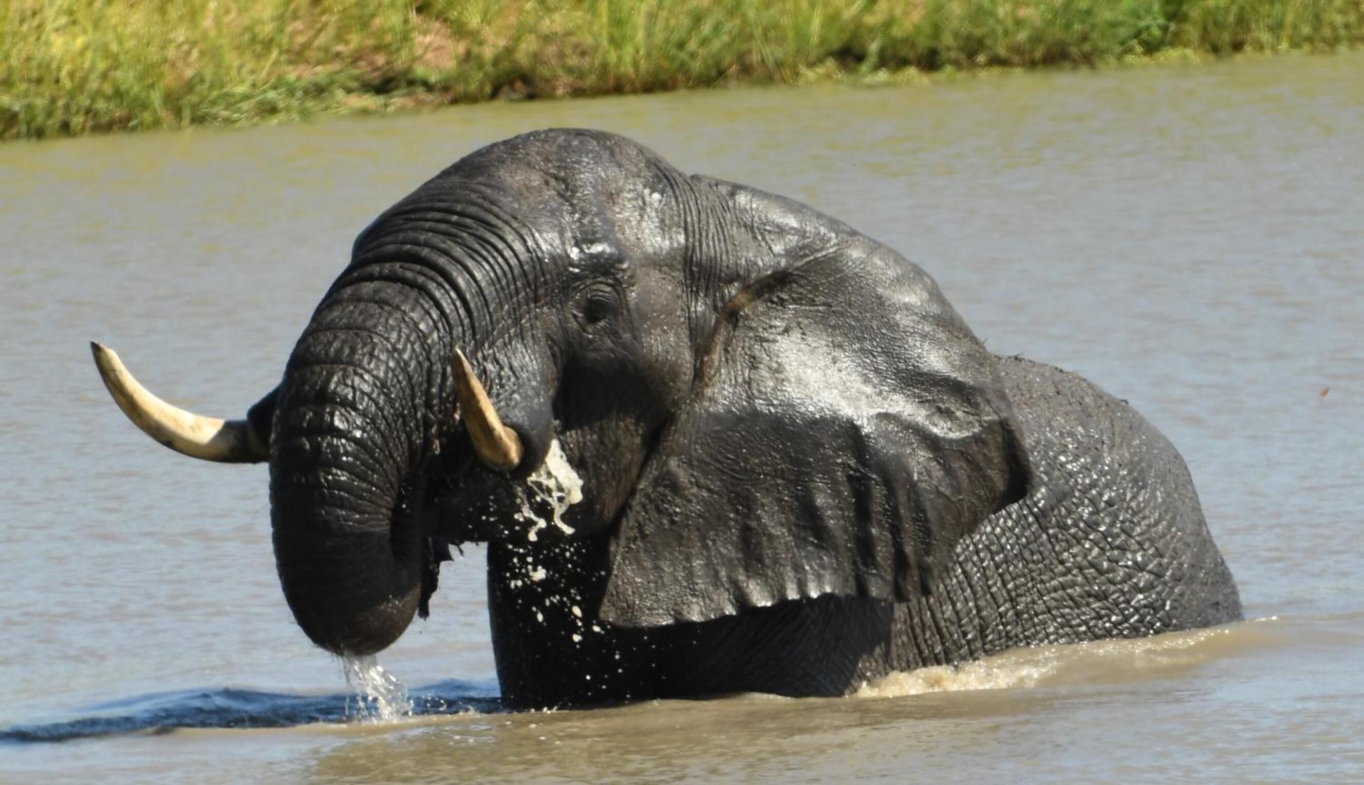 An elephant partially submerged in water with its trunk spraying water.