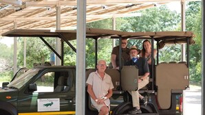 Een groene safarivoertuig met een dak, geparkeerd onder een afdak met een metalen frame en een zeildoekdak.