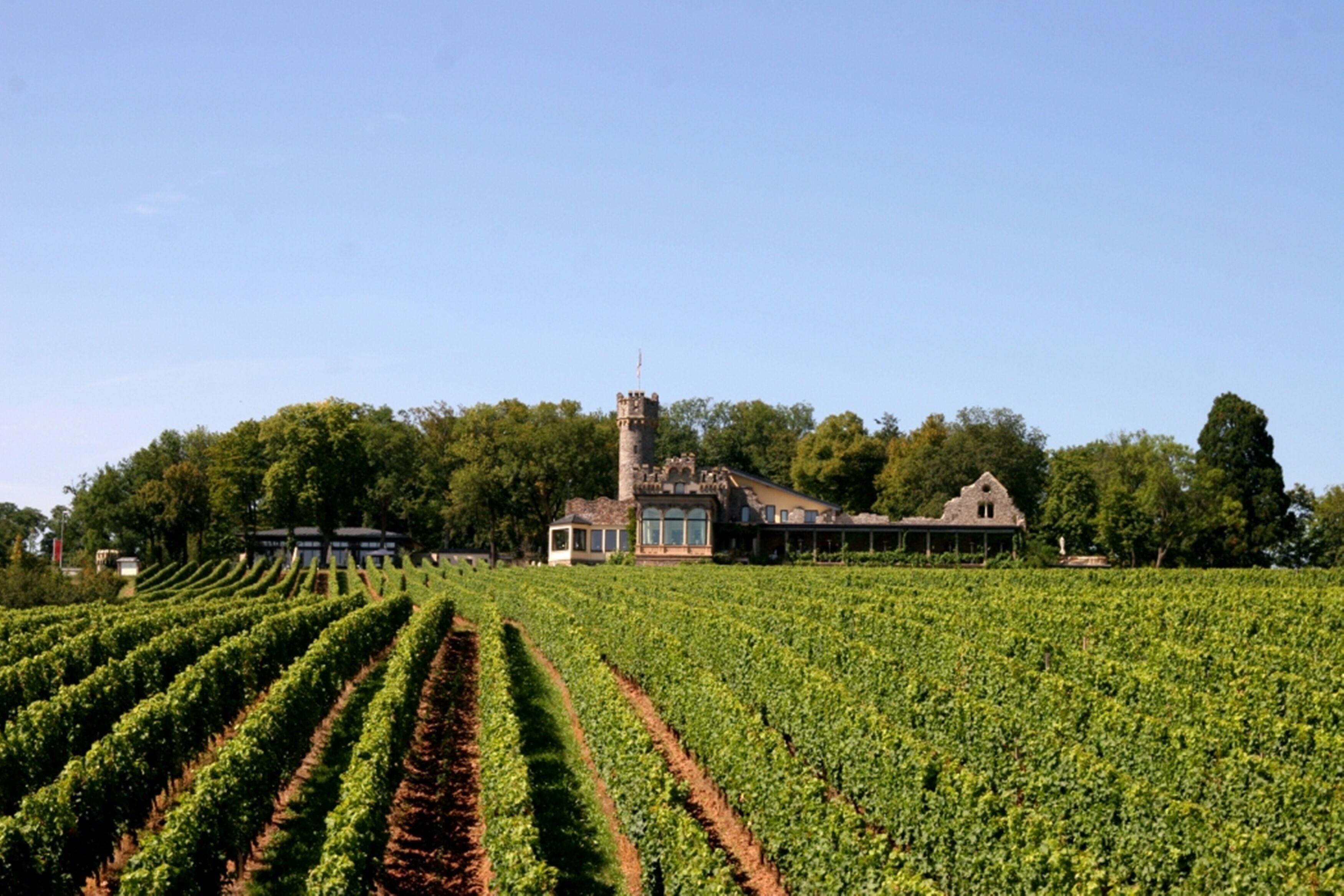 Un vignoble avec des rangées de vignes et un bâtiment historique doté d’une tour.