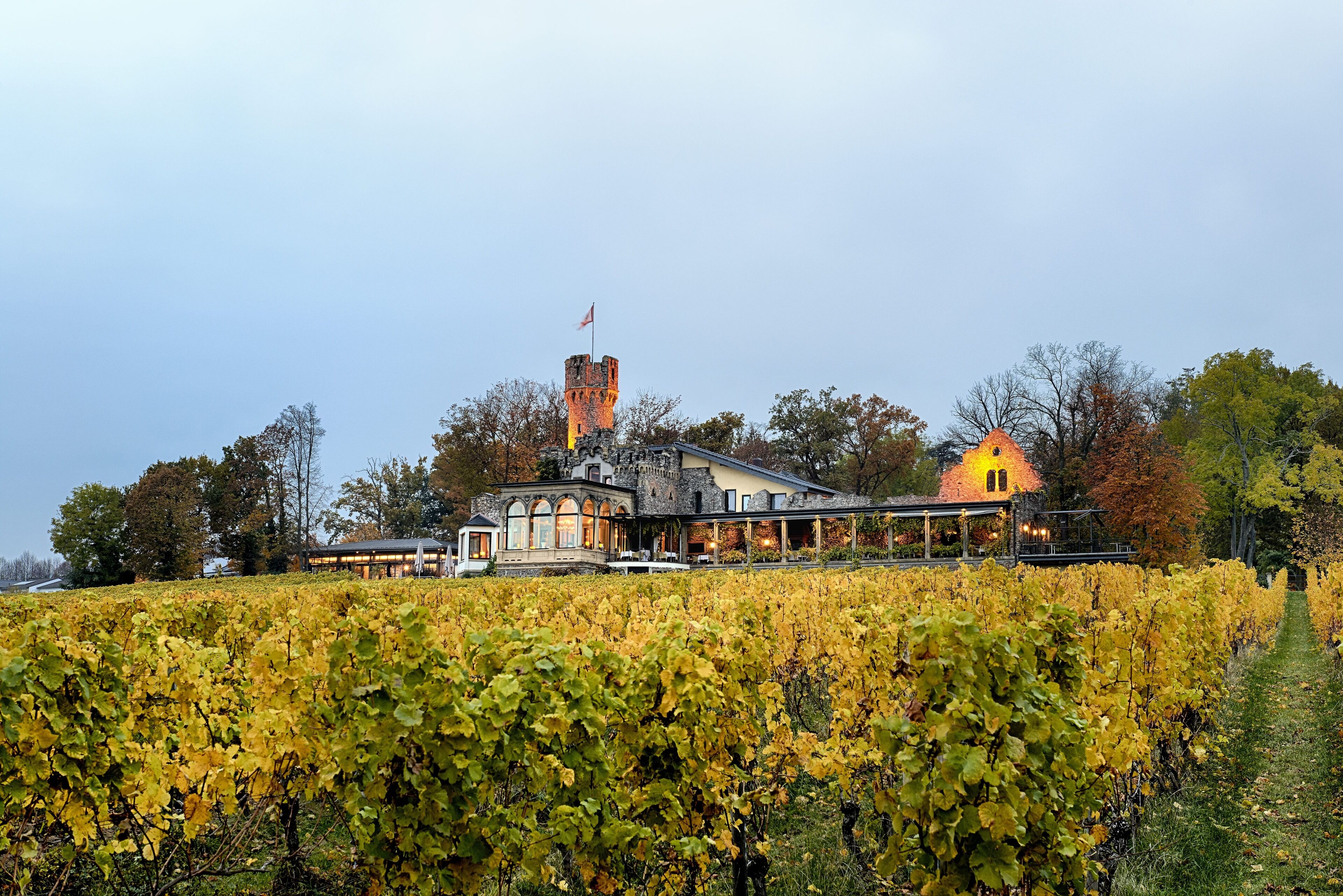 Ein Weinberg mit Reihen von Weinreben.
