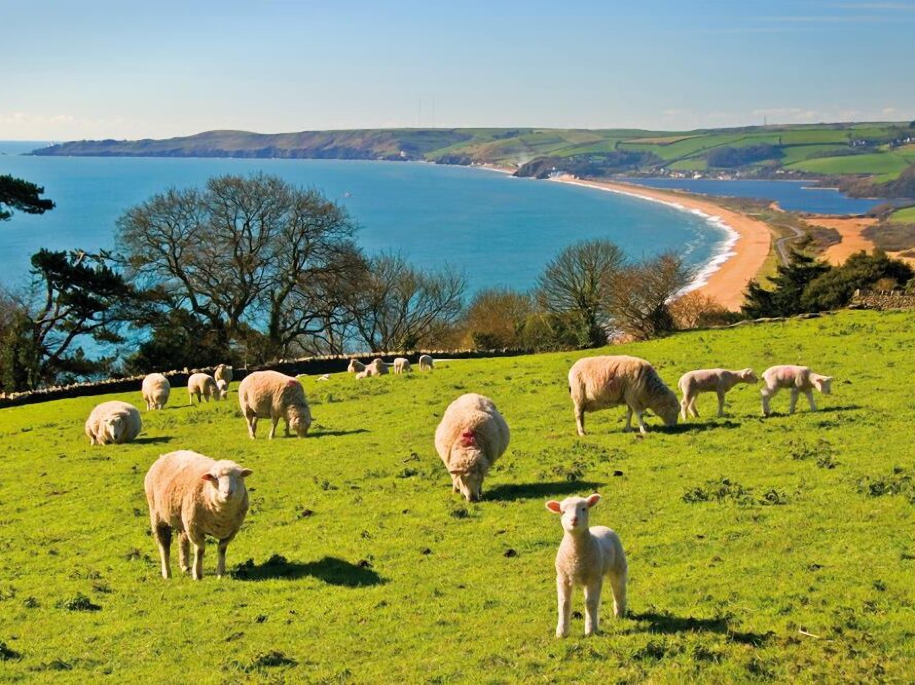 Un paysage côtier avec un champ d’herbe, des moutons et une plage.
