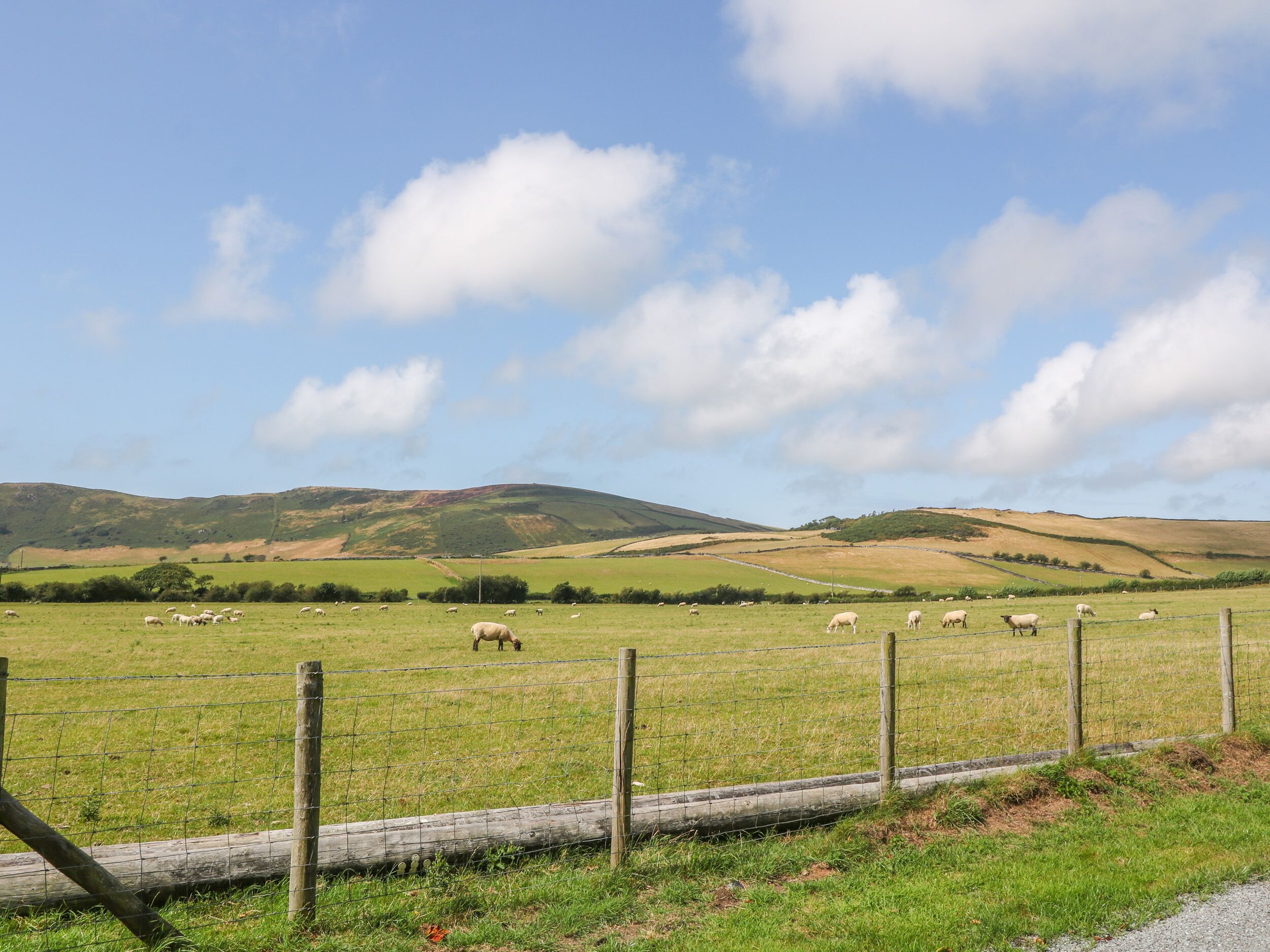 Un paysage rural avec un champ herbeux, des moutons qui paissent et des collines ondulantes en arrière-plan.