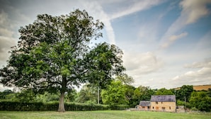 Un paysage rural avec un grand arbre et un bâtiment en pierre doté d’un toit en pente.