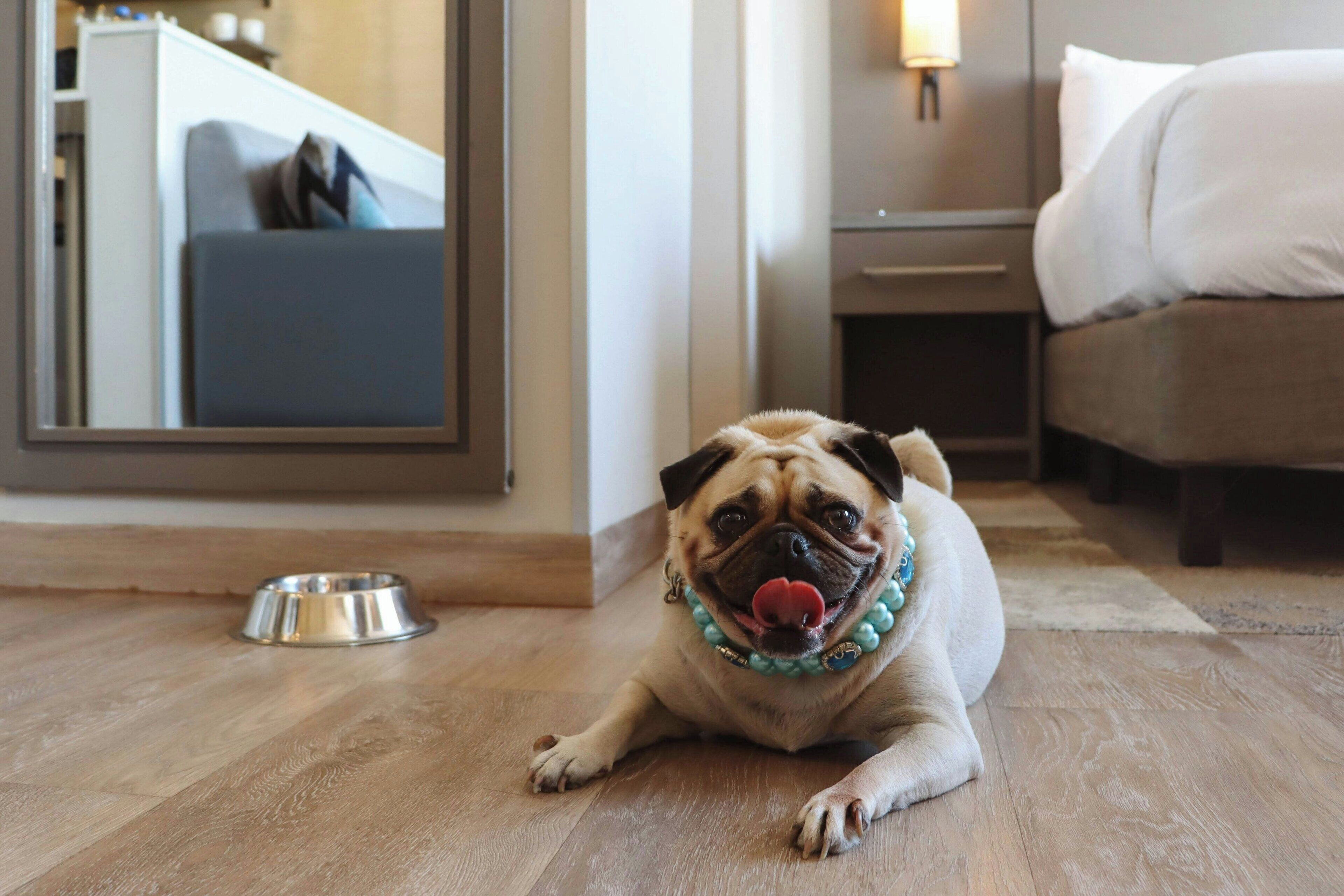 Un pug acostado sobre un suelo de madera con un cuenco metálico cerca.