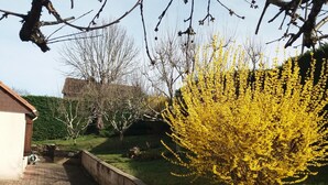 A gravel driveway leading to a house with a brick wall and a small garden with a yellow flowering tree.