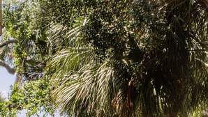 A well-maintained garden with palm trees and a lawn. - Beautiful Grand Pavilion -  steps to the beach with Grand Pavilion Pool Access (Isle of Palms)