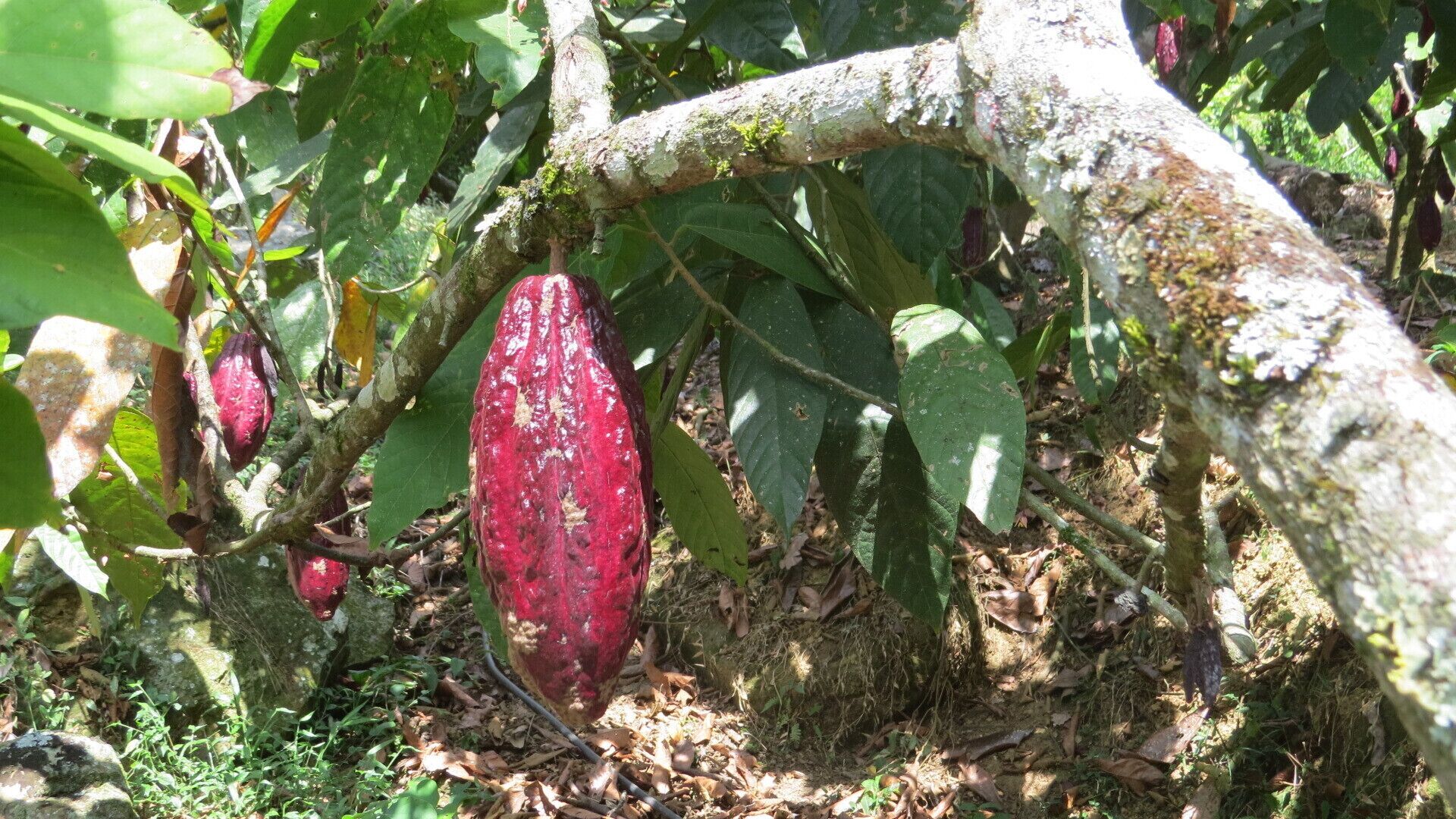 Un árbol con un fruto grande, rojo y rugoso colgando de una rama.
