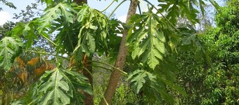 坎佩斯特雷克雷奧別墅旅館