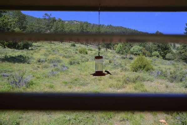 A view through a window of a grassy landscape with a hanging bird feeder.