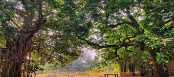 Greetoe Celebration Van Vilas