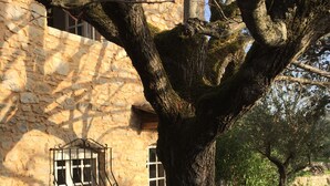 Ein Baum vor einem Steinhaus mit Fenster und Tür.