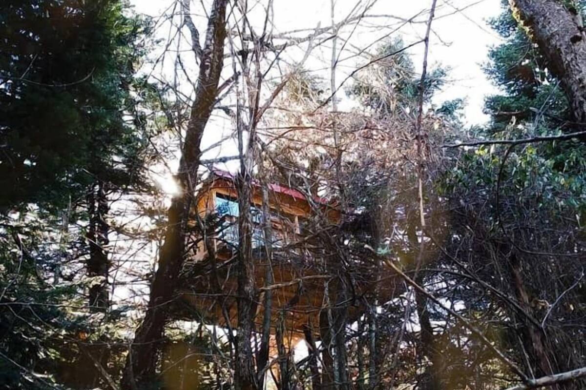 Ein Baumhaus in einem Wald.