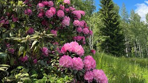 Un jardín con flores rosadas y árboles verdes.