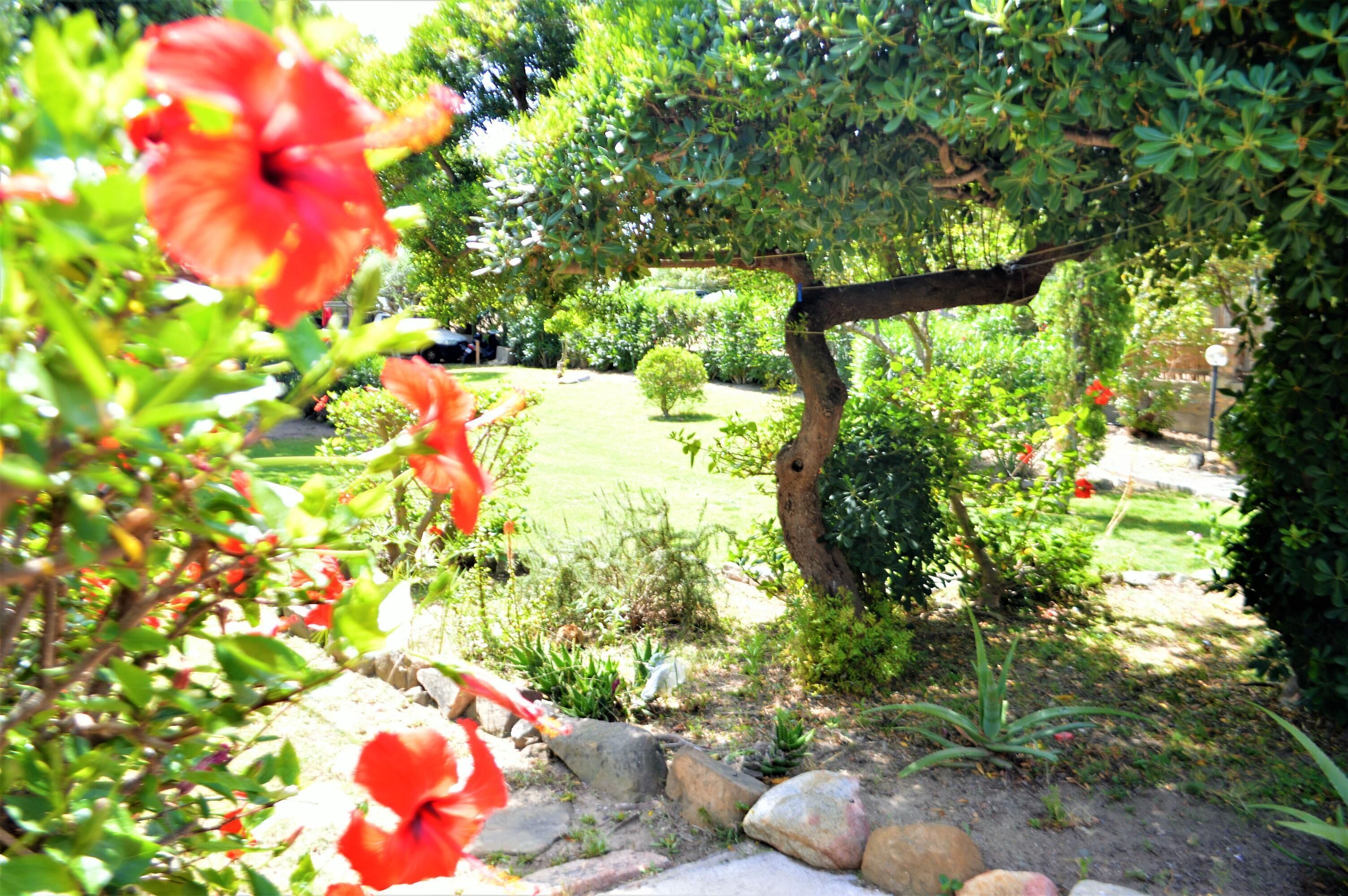 Een tuin met een pergola, verschillende planten en een gazon.