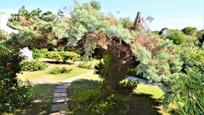 A garden with a stone pathway, various shrubs, and a tree with dense foliage. - New valmar Villa Camboni (Costa Rei)