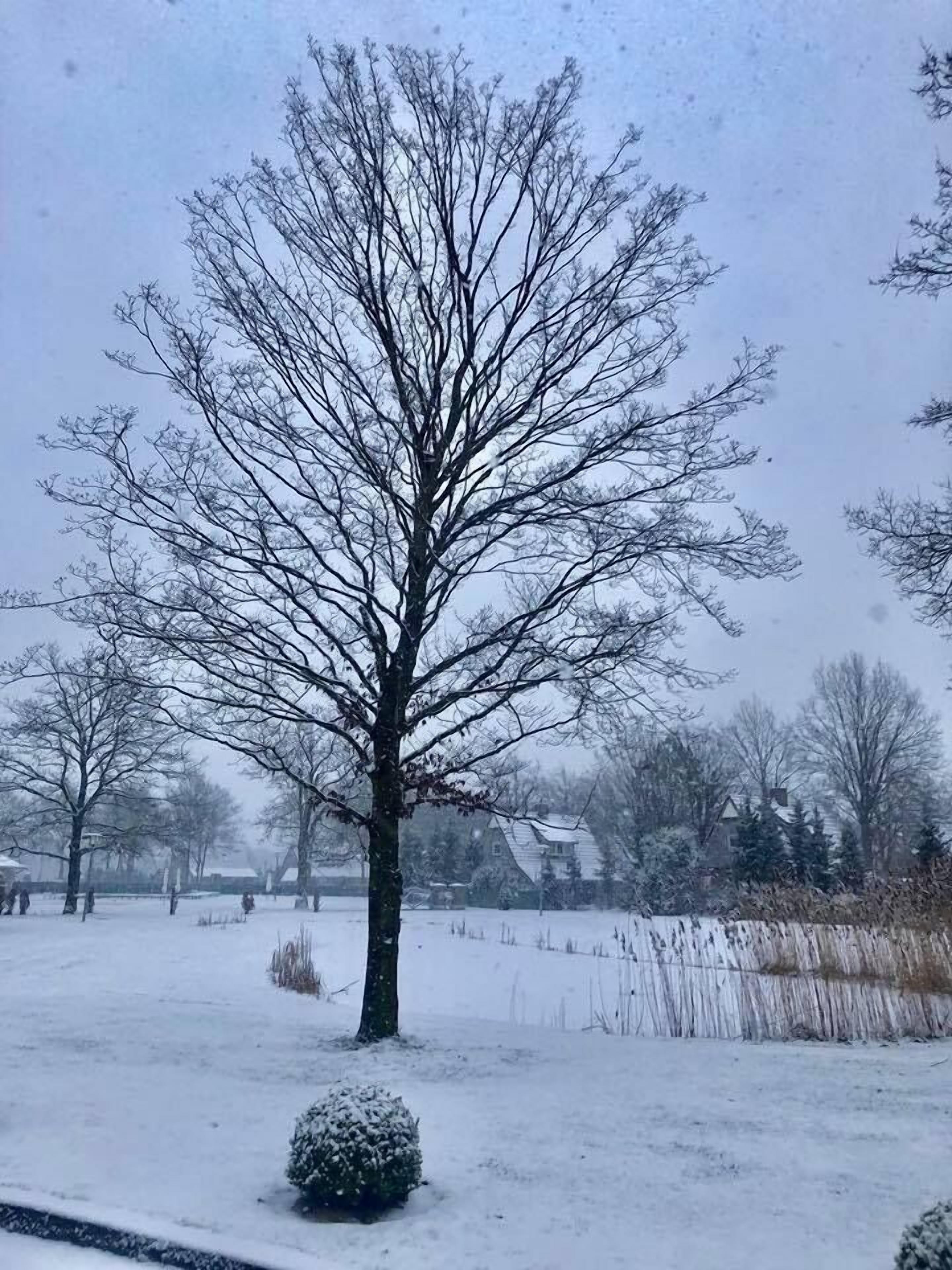 Un paisaje nevado con un árbol desnudo destacado y un pequeño arbusto en primer plano.