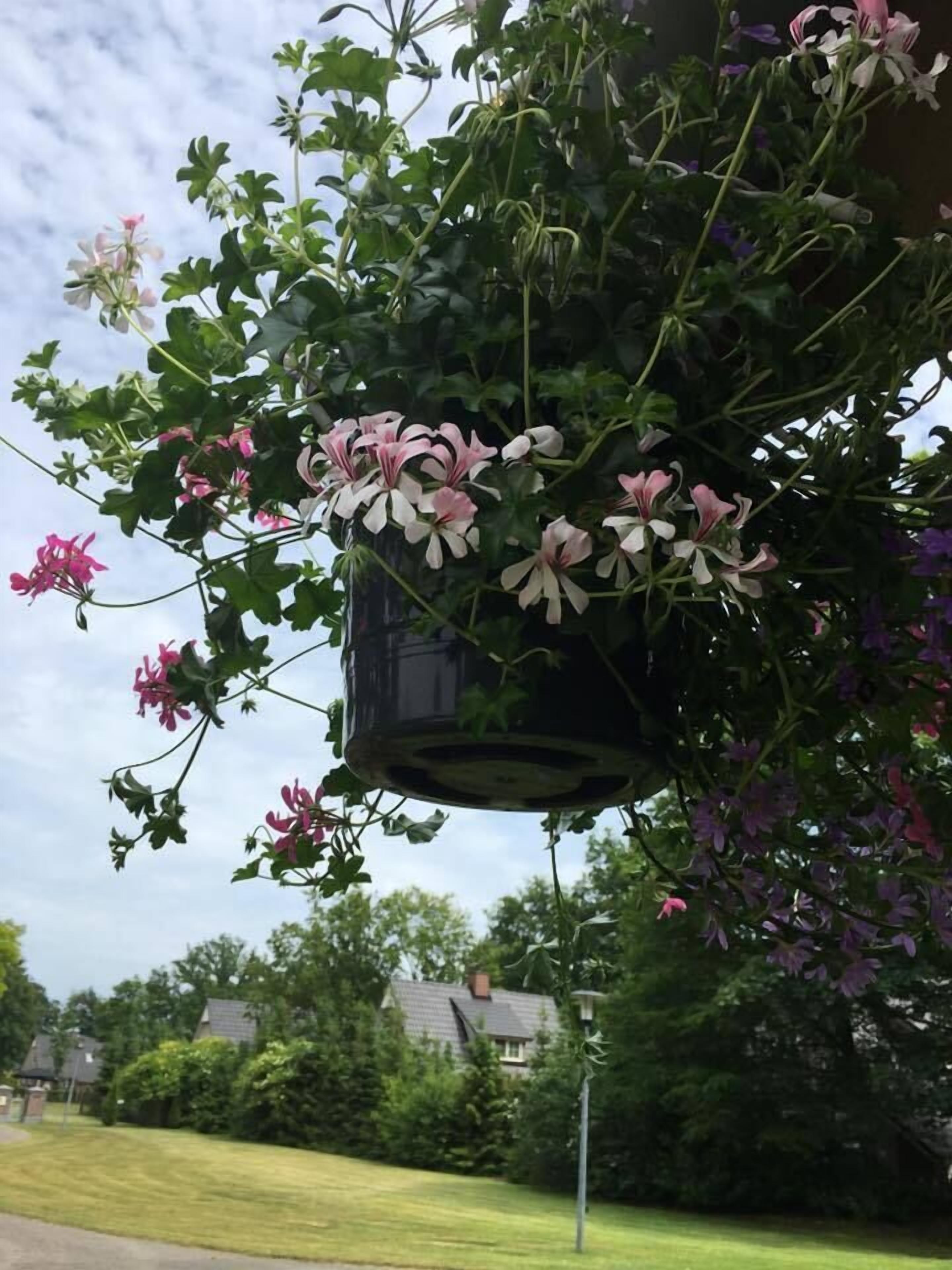 A hanging planter with flowering plants and a residential background.