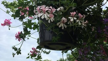 A hanging planter with flowering plants and a residential background.