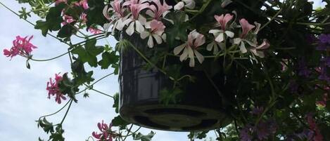 A hanging planter with flowering plants and a residential background.