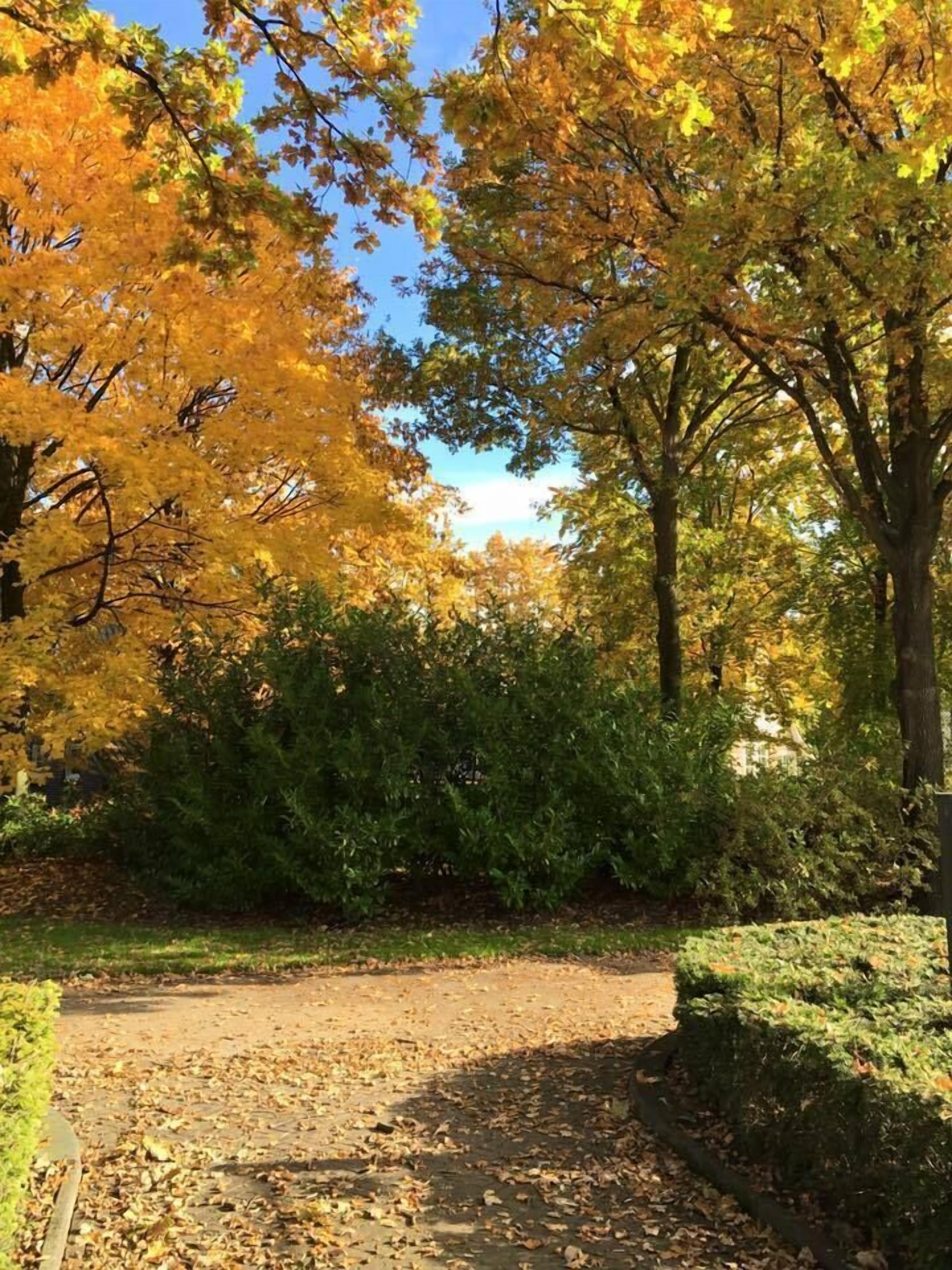 A pathway surrounded by trees with autumn foliage, a hedge, and a clear sky.